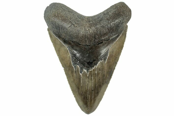 Serrated, Fossil Megalodon Tooth - South Carolina #312097